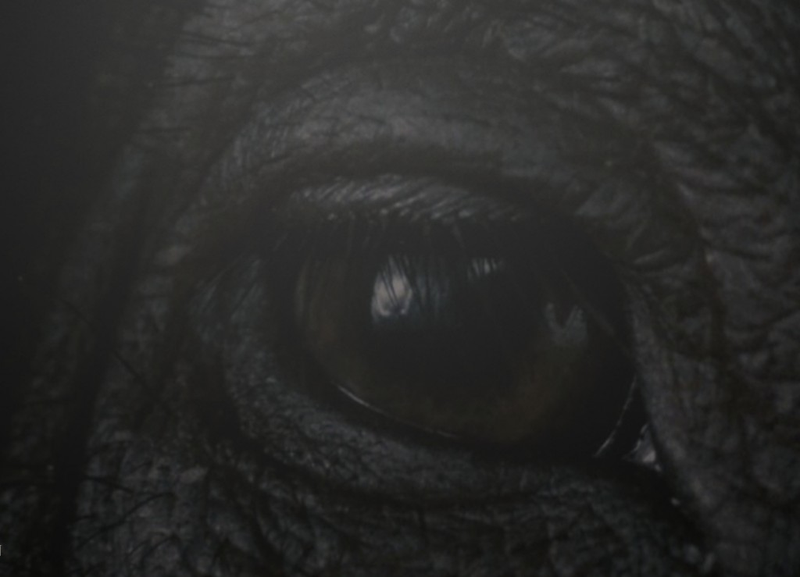 Illustration for article titled Beasts of the Southern Wild: You've never seen a movie like this before